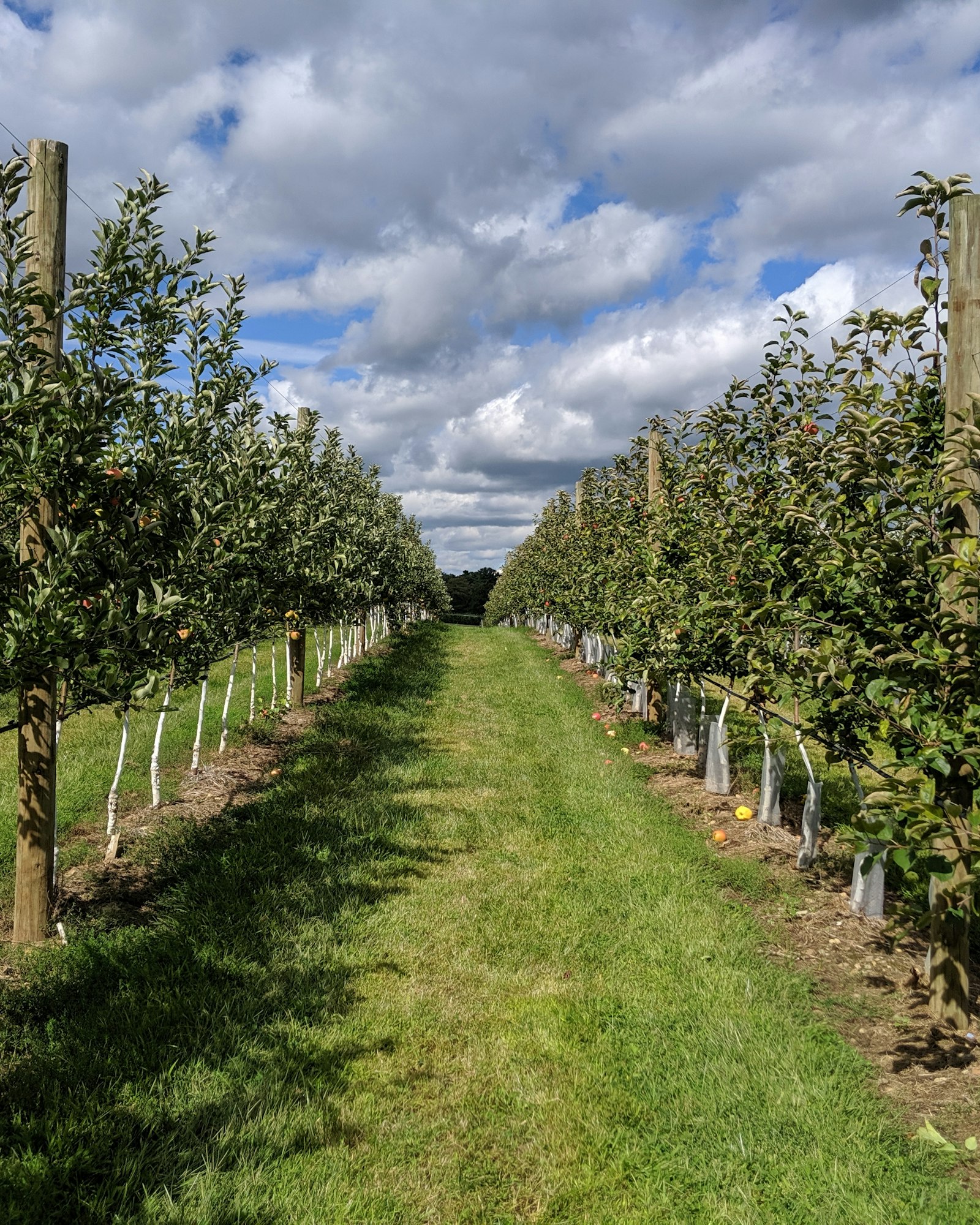 Reihen von Obstbäumen auf einer Plantage im Münsterland
