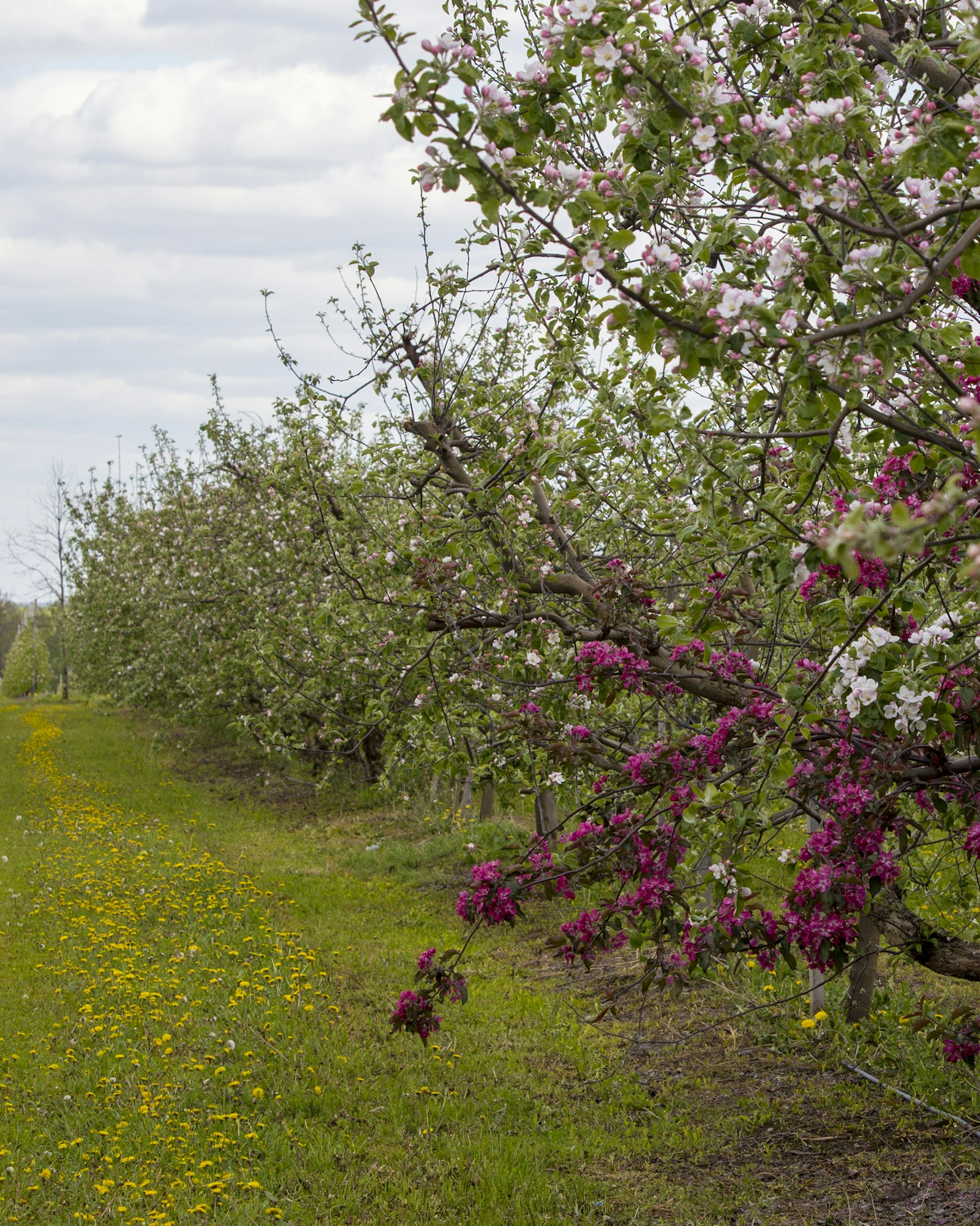 Blühende Obstbäume auf einer Plantage im Frühjahr